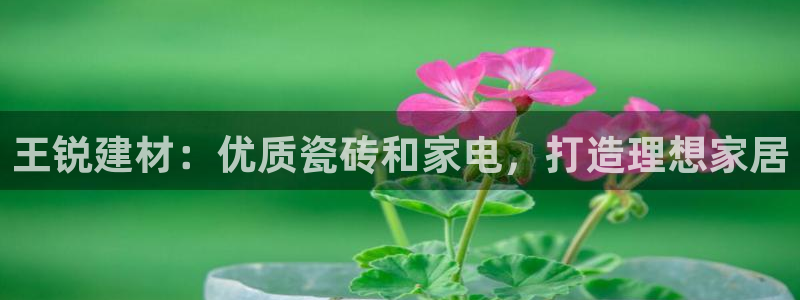 杏鑫主管
