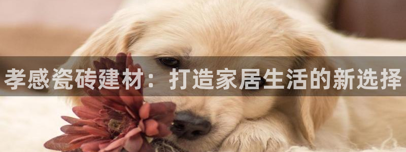 杏鑫代理注册平台